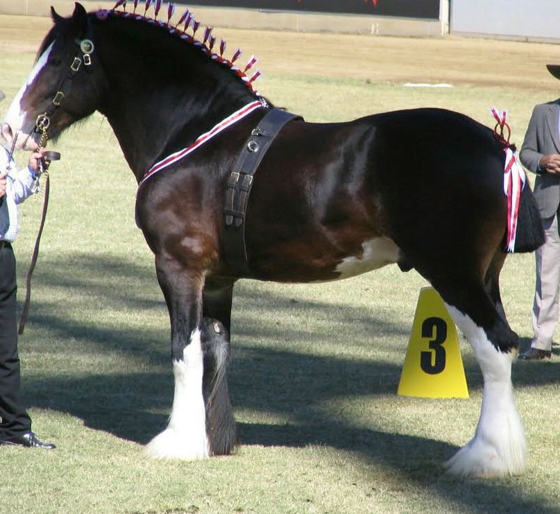 WYEE ARCHER - SHIRE HORSE STALLION